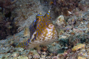gannga island,nikon d2x 60 mm macro by Puddu Massimo 